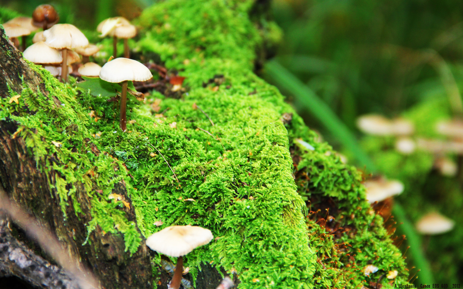 乐鱼体育官网下载-新西兰橄榄球赛事品牌价值不断增长，吸引更多赞助商，新西兰最伟大的橄榄球运动员